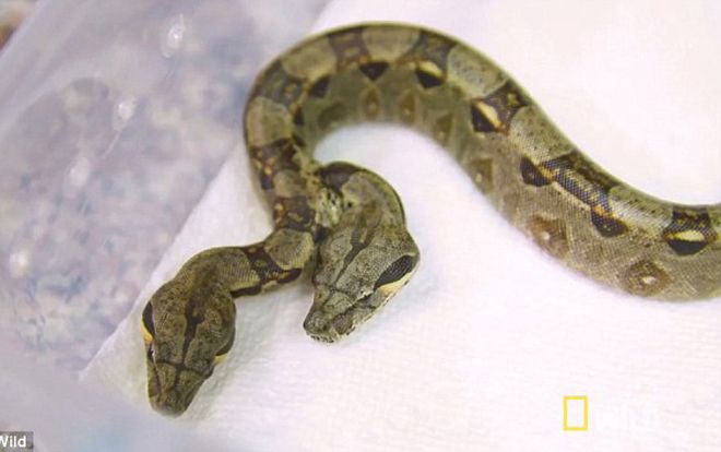 Phát hiện rắn 2 đầu, 2 tim cực hiếm