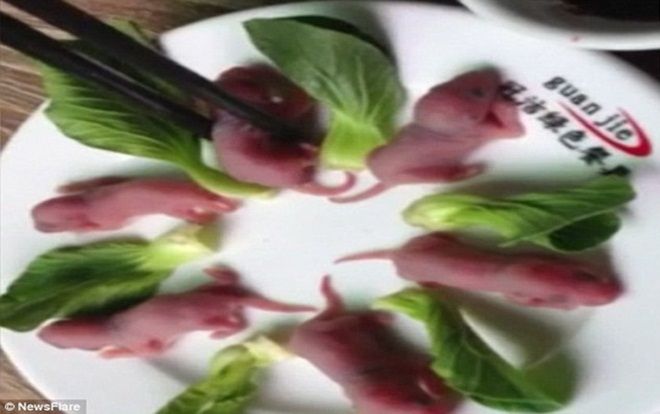 'Khóc thét' với đặc sản chuột bao tử sống chỉ có ở Trung Quốc