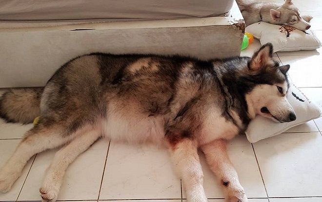 Câu chuyện 'chú chó Alaska cứu chủ thoát chết khỏi hỏa hoạn ở chung cư Carina' gây xúc động cư dân mạng