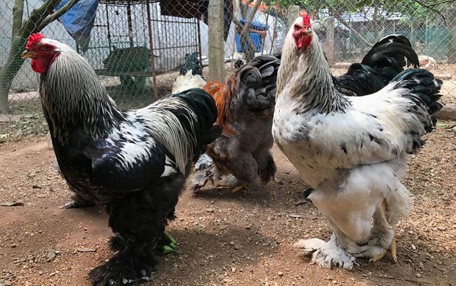 Gà khổng lồ 35 triệu/cặp: Cơn sốt hàng hiếm, dân chơi săn lùng