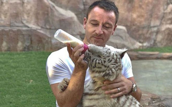 Cựu đội trưởng Chelsea cho hổ trắng 'bú bình' xả stress