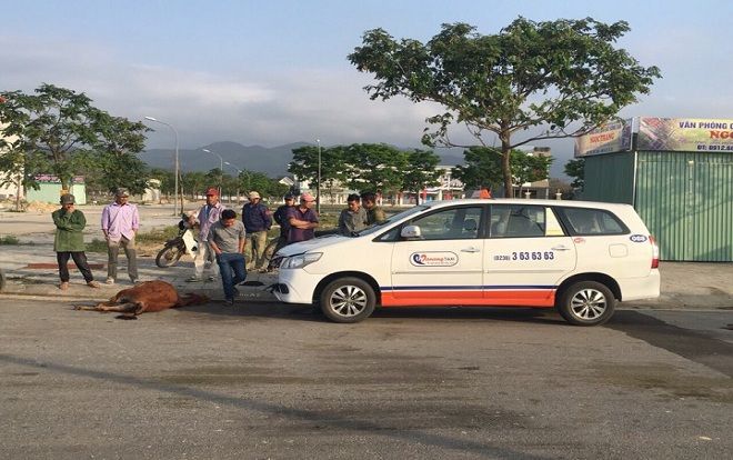 Hi hữu: Giật mình khi nằm ngủ giữa đường, 1 con bò đâm đầu vào taxi chết