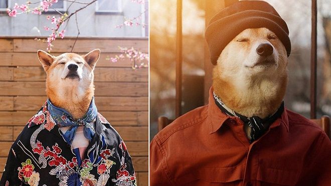Nhờ 'thần thái' quá xuất sắc, chú chó Shiba này đã kiếm hơn trăm triệu một tháng!