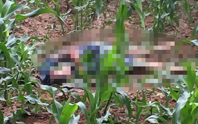 Vụ nam thanh niên bị chém chết tại bãi ngô: Nghi phạm đã ra đầu thú