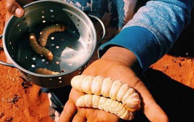 Đặc sản sâu nướng béo múp, to tổ chảng thách thức lòng can đảm của mọi thực khách