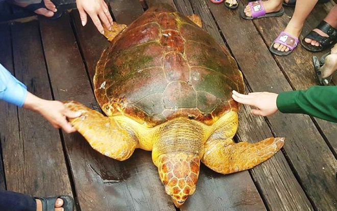 Bắt được rùa vàng quý hiếm nặng 80kg, ngư dân 'chối bỏ' tiền bạc thả về tự nhiên