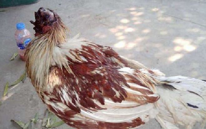 Chú gà bị chặt đầu một tuần vẫn sống và đi lại khỏe mạnh, người dân hiếu kỳ ùn ùn tới xem