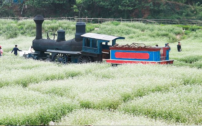 Bạn không nhìn nhầm đâu, hoa tam giác mạch đang nở rộ trái mùa tại Hà Nội đấy!