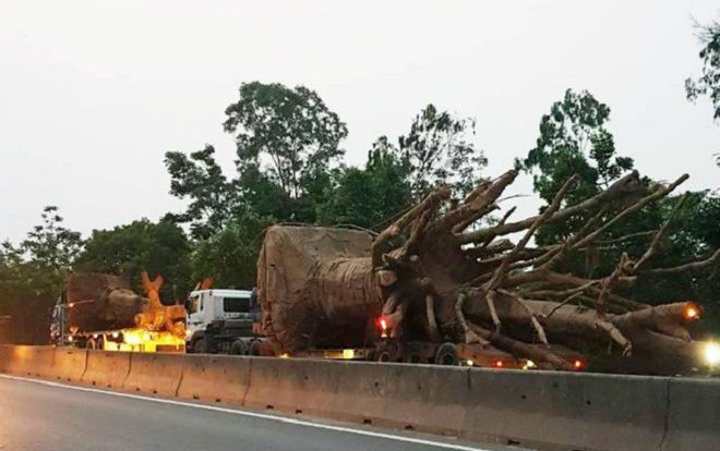 Chở cây ‘khủng’ như quái thú trên quốc lộ, doanh nghiệp bị phạt hơn 80 triệu đồng