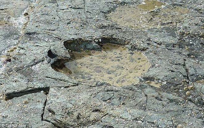 Phát hiện vết chân của loài khủng long lớn nhất thế giới