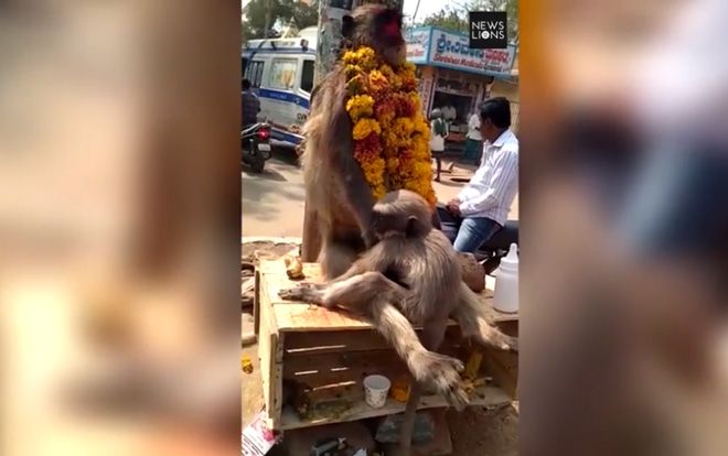 Khỉ con ôm xác, cố đánh thức mẹ chết vì điện giật