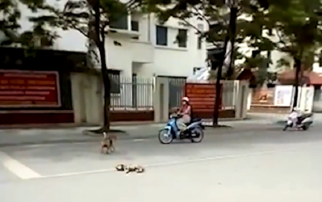 Clip khiến nhiều người rơi nước mắt về tình cảm những chú chó mẹ dành cho đàn con của mình