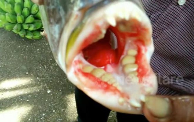 Kỳ lạ con cá có răng giống như người