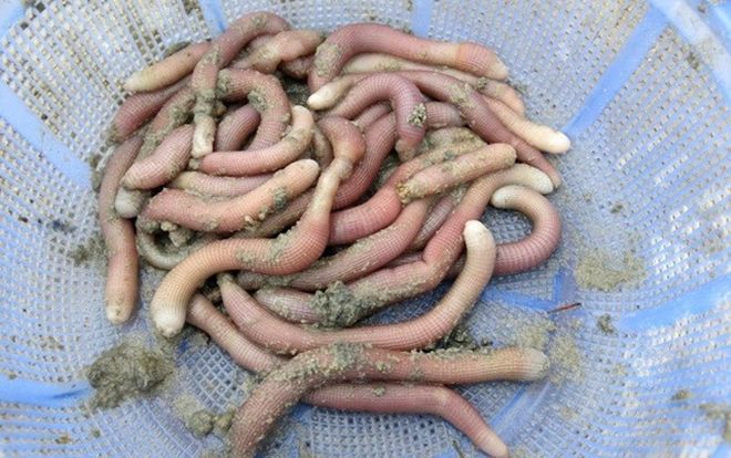 Những món ăn kinh hãi từ sâu bọ ở Việt Nam khiến thực khách giật mình