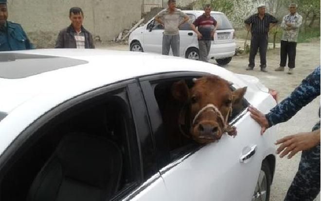 Lăn ra cười: Lái xe sang đi… trộm bò