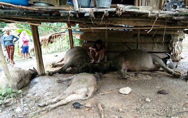 Sét đánh chết 4 con trâu, dân bản chung nhau mua thịt giúp đỡ gia đình