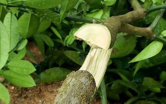 Gần 200 gốc bưởi bị kẻ gian lạ mặt chặt phá trong đêm