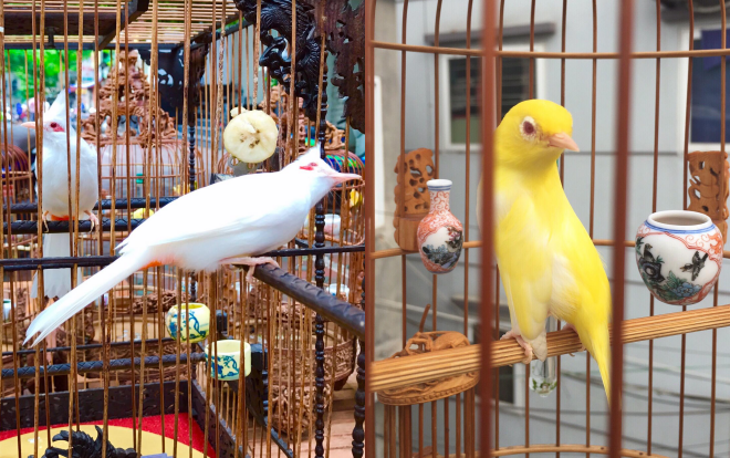 Tận thấy đàn chim quý giá 10 tỷ của ông 'vua' chim màu Việt Nam: Nằm điều hòa, thuê 'bảo mẫu' chăm sóc