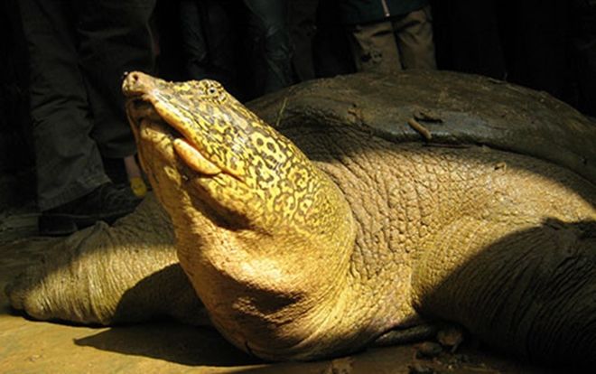 Phát hiện thêm cá thể cùng loài với rùa Hoàn Kiếm ngoài tự nhiên