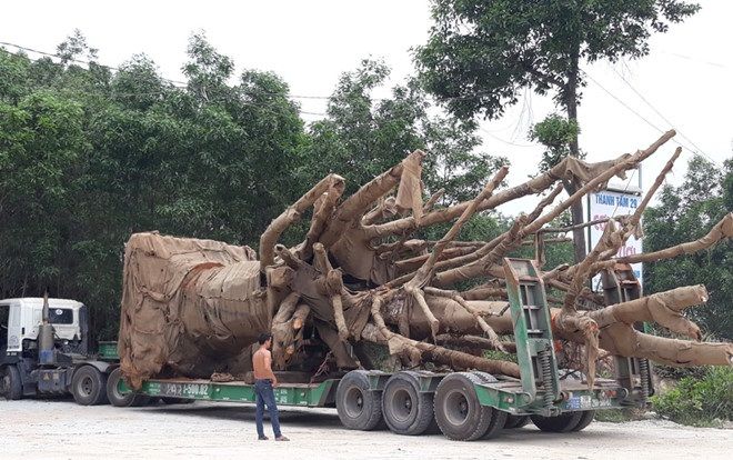 Thiếu giấy phép, 2 cây 'quái thú' vẫn chưa được chở ra Bắc