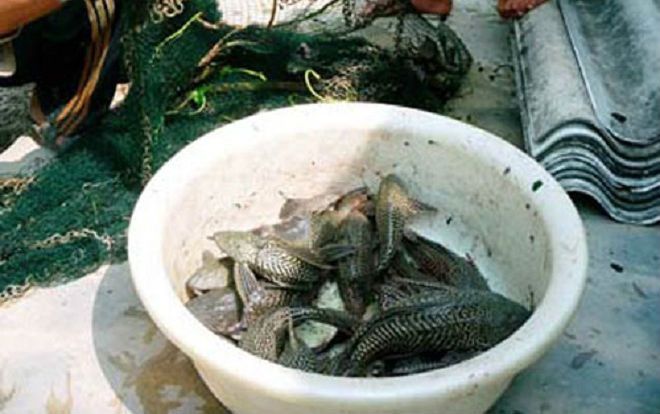 Cá Ma xuất hiện, hiểm họa trên sông, nông dân khiếp sợ