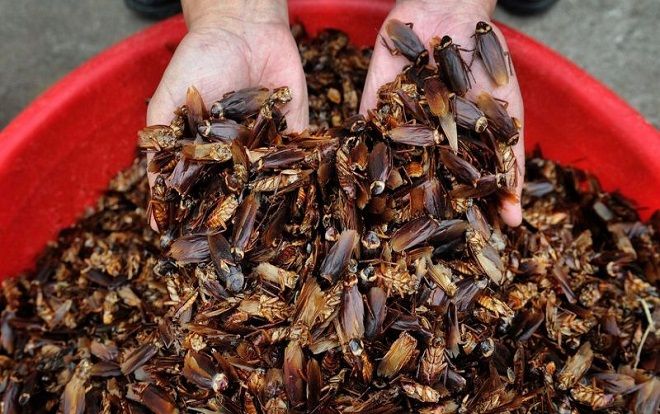 Trang trại nuôi 6 tỷ con gián kiếm chục nghìn tỷ mỗi năm