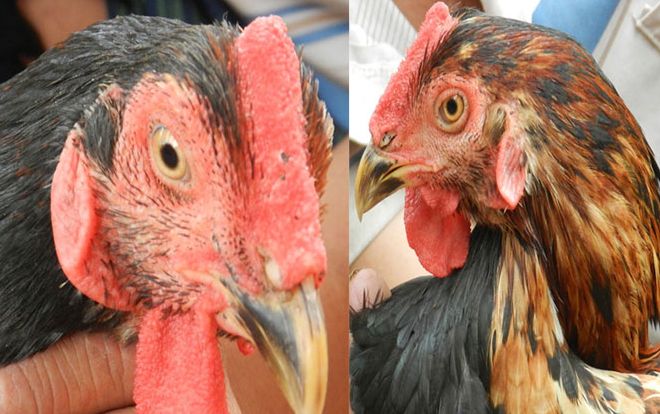 Kỳ lạ con gà 'pê đê' có biệt tài gáy được 2 giọng trống, mái