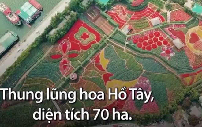 Ngắm thung lũng hoa rộng 70ha ở Thủ Đô