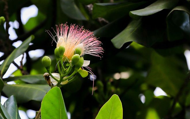 Cây bàng vuông 16 năm tuổi ở Sài Gòn vào mùa nở hoa