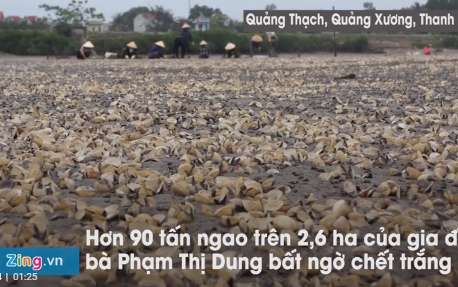 Gần 100 tấn ngao chết trắng đầm, người nuôi mất tiền tỷ