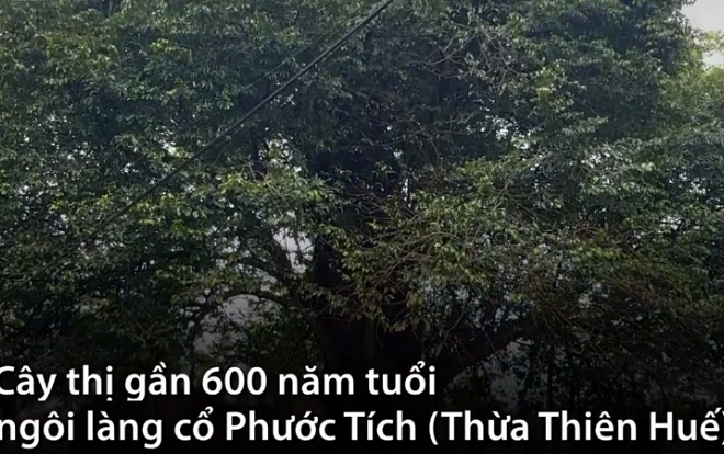 Mục sở thị “cụ” thị gần 600 tuổi, 6 người ôm không xuể ở xứ Huế
