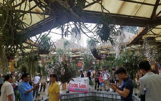 Trùng hợp ngẫu nhiên, vườn lan đua nở trong khu di tích Đền Hùng