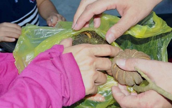 Ăn nhầm hạt quả ngô đồng, 3 học sinh phải nhập viện