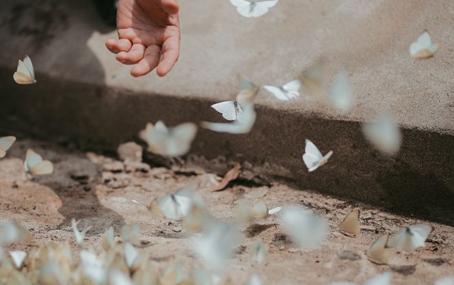 Rừng Cúc Phương vào mùa bướm: Đẹp như một giấc mơ