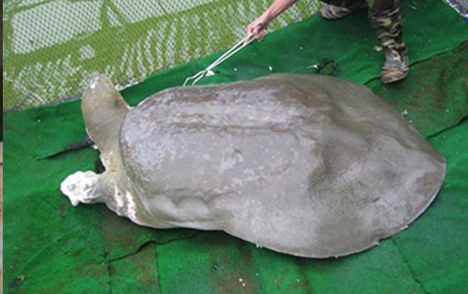 Hai năm chế tác tiêu bản rùa hồ Gươm