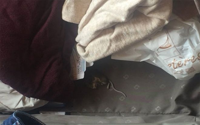 Nữ hành khách sốc vì thấy chuột chết trong hành lý