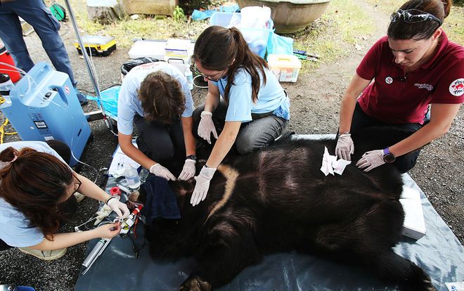 Giải cứu hai con gấu bị nhốt 20 năm tại Ninh Bình