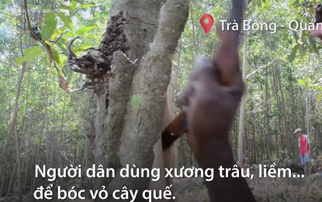 Nông dân dùng xương trâu bóc vỏ quế Trà Bồng