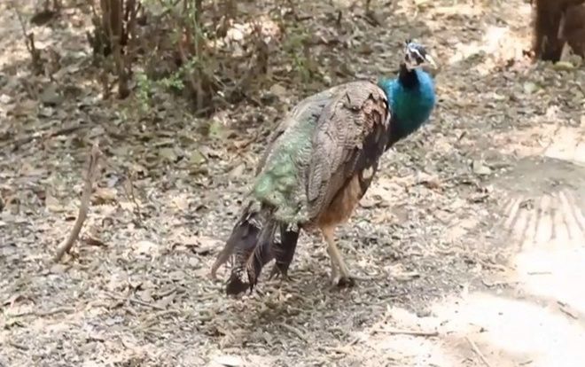 Khách Trung Quốc lén vặt trụi lông công trong sở thú vì thấy đẹp