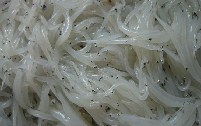 Cá thủy tinh đặc sản hiếm có mỗi năm chỉ xuất hiện một lần ở sông Đà