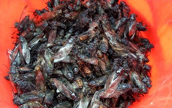 Người người rủ nhau vào rừng bắt con 'đinh tai nhức óc' về ăn