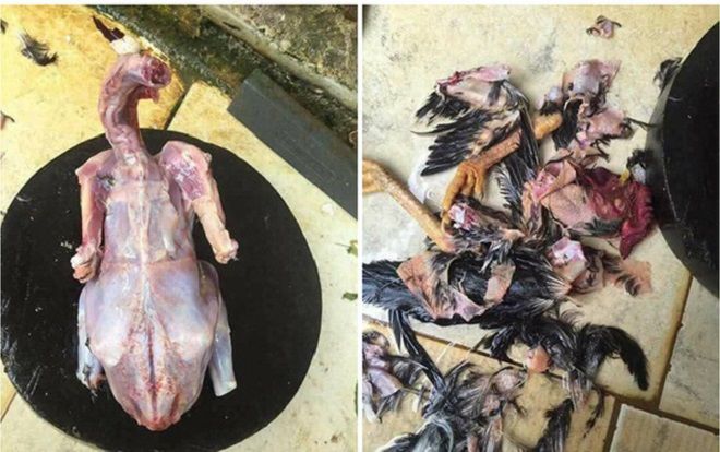 Bó tay toàn tập với hình ảnh vặt sạch gà từ lông cho đến… da của cô nàng vâng lời bố dặn