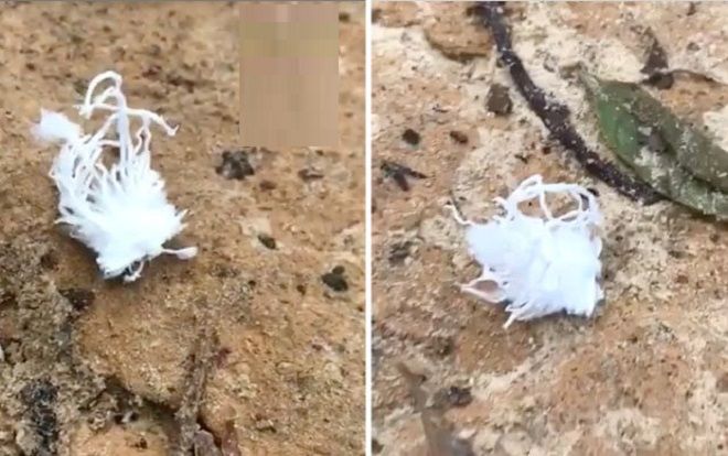 Phát hiện sinh vật kỳ lạ đi bằng 6 chân