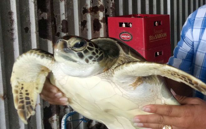 Cà Mau: Trưng cầu giám định 300kg cá thể động vật nghi là rùa biển