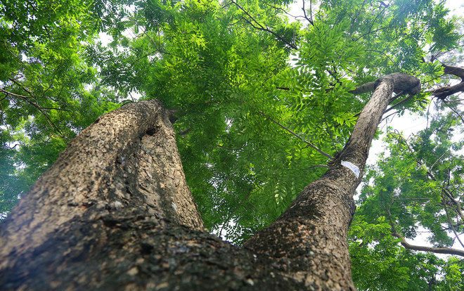 Hà Nội làm rào sắt, căng dây thép gai bảo vệ cây sưa đỏ