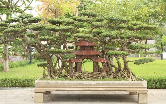 Kiệt tác sanh cổ mọc trên đá gây 'chấn động' giới chơi cây xuất hiện ở Hà Nội