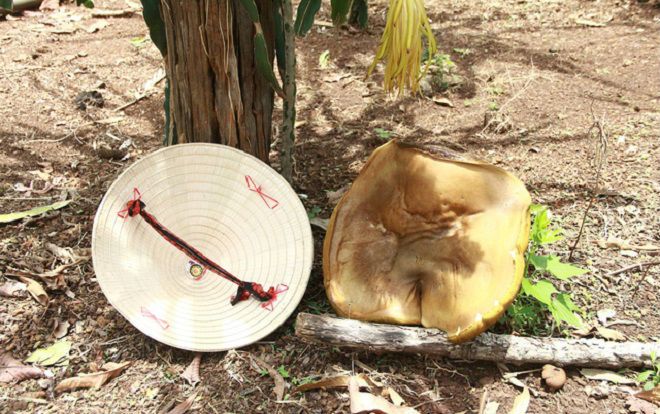 Đắk Lắk: Phát hiện nấm lạ chỉ sau vài giờ mọc đã lớn bằng chiếc nón lá