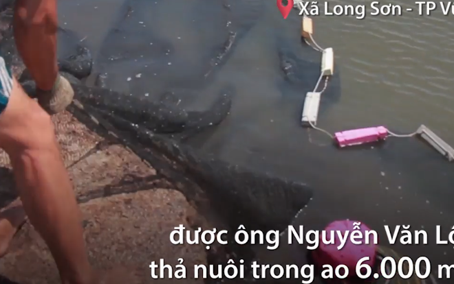 Nuôi cá mú Indonesia thu nhập 800 triệu đồng mỗi năm