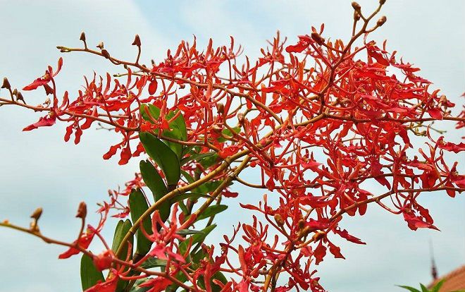 Tháng 5 rực rỡ: Ngắm lan huyết nhung nở đỏ rộ như hoa phượng vĩ