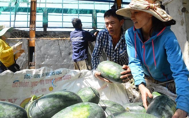 Quảng Nam: Người dân nuốt nước mắt bên 3.000 tấn dưa hấu ‘thoi thóp’ chờ cứu